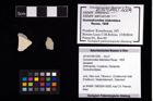 Foto (Objekt + Etikett) von Goniodromites bidentatus (Reuss, 1859)  (NHMW-GEO-2014-0194-1009)